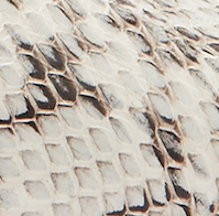 Elaphe (Snakeskin)